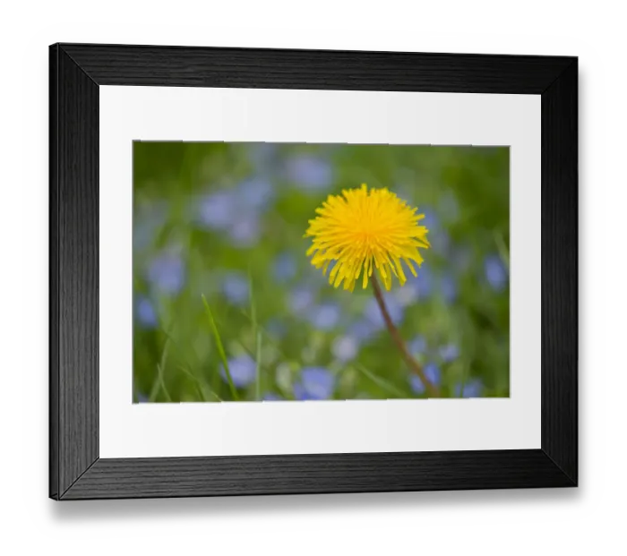 Framed Print : Dandelion -Taraxacum officinale-, flower, Saxony, Germany Framed Print : Dandelion -Taraxacum officinale-, flower, Saxony, Germany