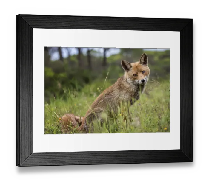 Framed Print : Red Fox -Vulpes vulpes-, Tuscany, Italy Framed Print : Red Fox -Vulpes vulpes-, Tuscany, Italy