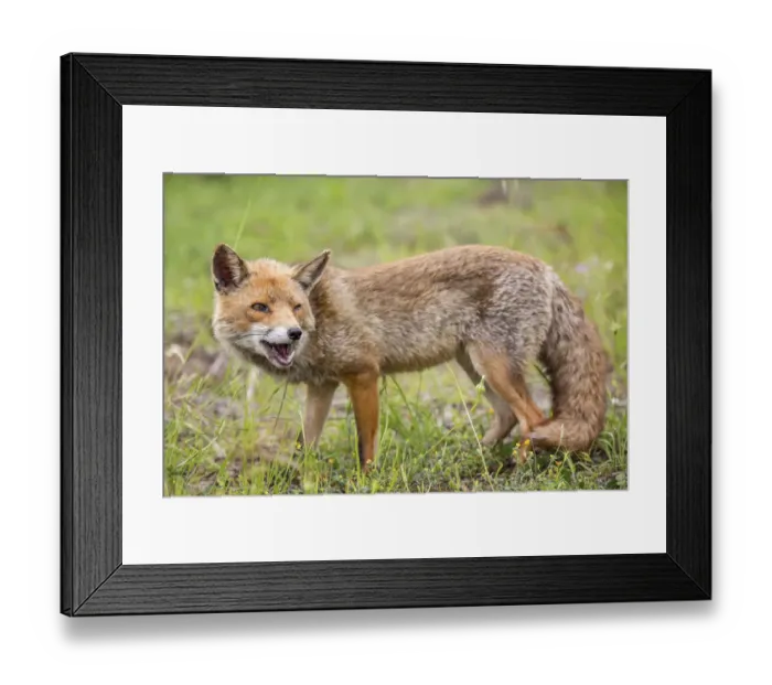 Framed Print : Red Fox -Vulpes vulpes-, Tuscany, Italy Framed Print : Red Fox -Vulpes vulpes-, Tuscany, Italy