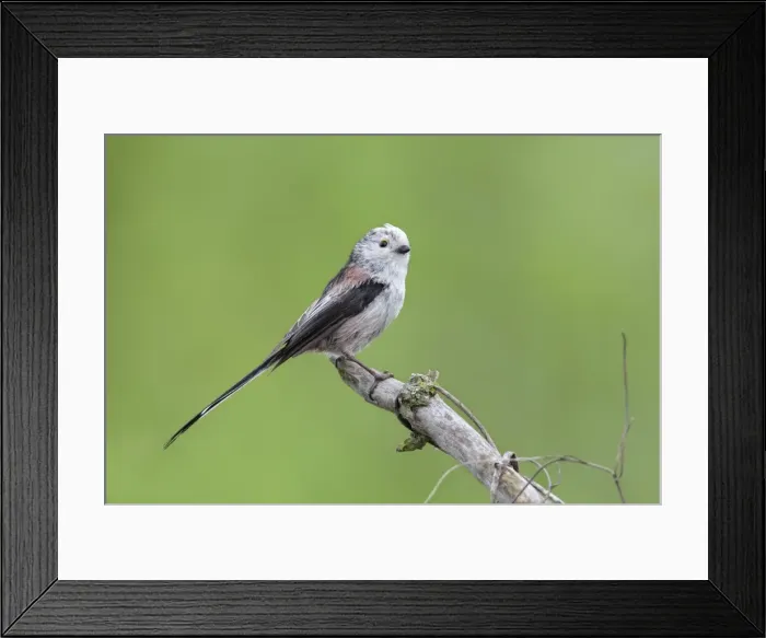 Framed Print : Long-tailed Tit -Aegithalos caudatus-, Mecklenburg-Western Pomerania, Germany Framed Print : Long-tailed Tit -Aegithalos caudatus-, Mecklenburg-Western Pomerania, Germany
