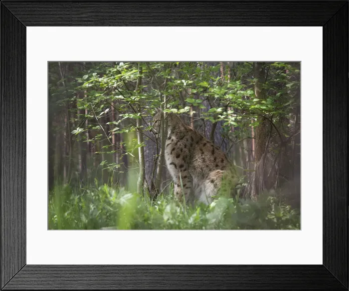 Framed Print : Lynx -Lynx lynx-, captive, Brandenburg, Germany Framed Print : Lynx -Lynx lynx-, captive, Brandenburg, Germany