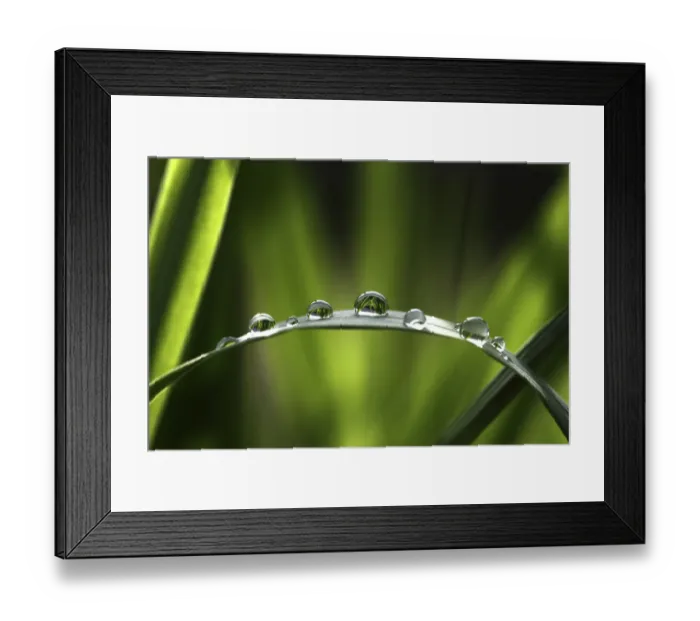 Framed Print : Raindrops on a bulrush, Biberach an der Riss, Upper Swabia, Baden-Wurttemberg, Germany Framed Print : Raindrops on a bulrush, Biberach an der Riss, Upper Swabia, Baden-Wurttemberg, Germany