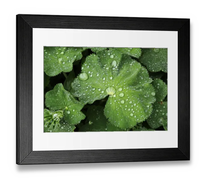 Framed Print : Leaves of a Ladys Mantle -Alchemilla- with water drops, Eckental, Middle Franconia, Bavaria, Germany Framed Print : Leaves of a Ladys Mantle -Alchemilla- with water drops, Eckental, Middle Franconia, Bavaria, Germany