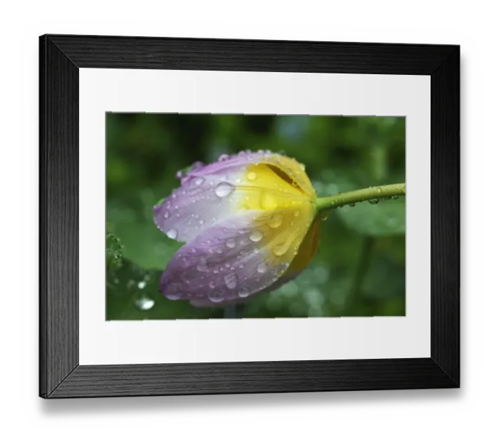 Framed Print : Cretan tulip -Tulipa saxatilis-, flower with water droplets, Eckental, Middle Franconia, Bavaria, Germany Framed Print : Cretan tulip -Tulipa saxatilis-, flower with water droplets, Eckental, Middle Franconia, Bavaria, Germany