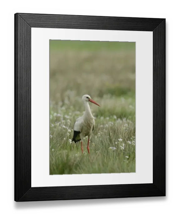 Framed Print : White Stork -Ciconia ciconia-, Hude, Lower Saxony, Germany