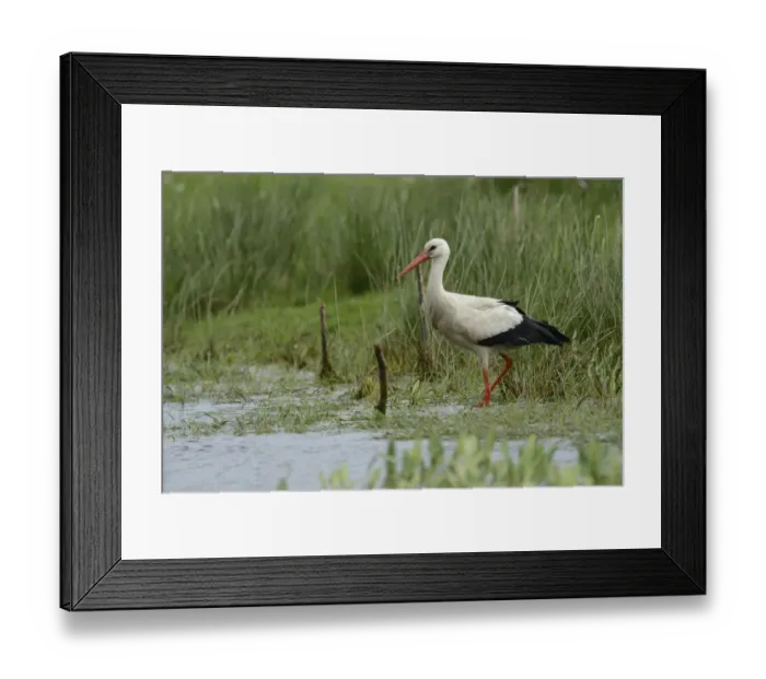 Framed Print : White Stork -Ciconia ciconia-, Hude, Lower Saxony, Germany
