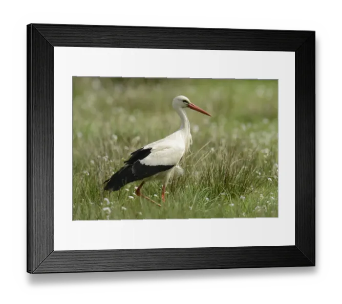 Framed Print : White Stork -Ciconia ciconia-, Hude, Lower Saxony, Germany Framed Print : White Stork -Ciconia ciconia-, Hude, Lower Saxony, Germany