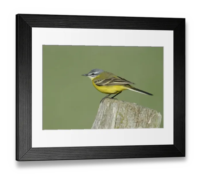 Framed Print : Yellow Wagtail -Motacilla flava-, Hude, Lower Saxony, Germany Framed Print : Yellow Wagtail -Motacilla flava-, Hude, Lower Saxony, Germany