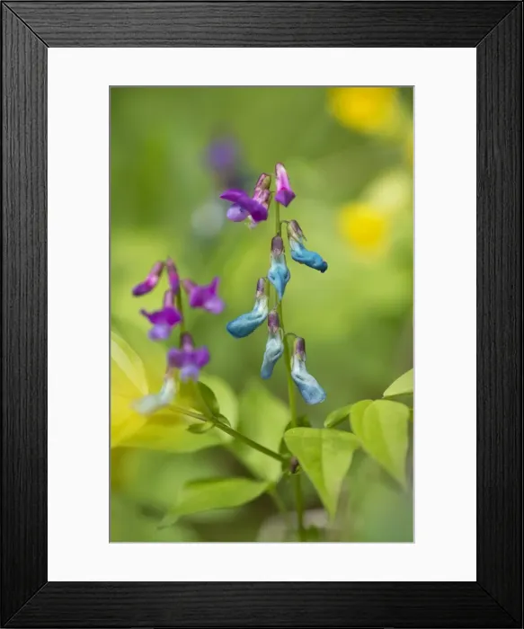Framed Print : Spring Pea or Spring Vetchling -Lathyrus vernus-, Hainich National Park, Thuringia, Germany