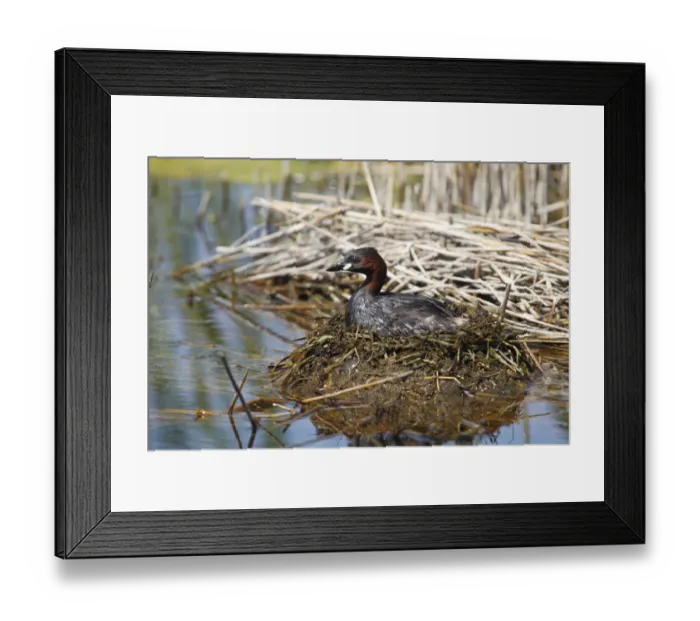 Framed Print : Little Grebe -Tachybaptus ruficollis- perched on the nest, Burgenland, Austria Framed Print : Little Grebe -Tachybaptus ruficollis- perched on the nest, Burgenland, Austria