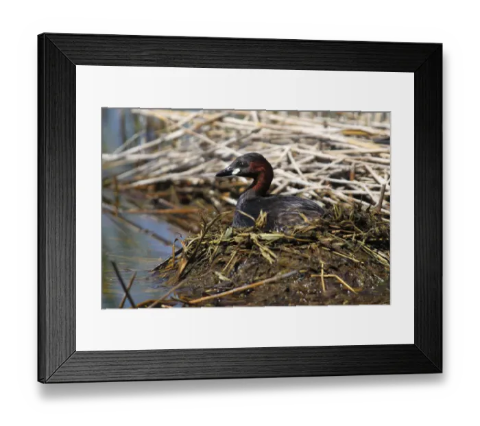 Framed Print : Little Grebe -Tachybaptus ruficollis- perched on the nest, Burgenland, Austria Framed Print : Little Grebe -Tachybaptus ruficollis- perched on the nest, Burgenland, Austria