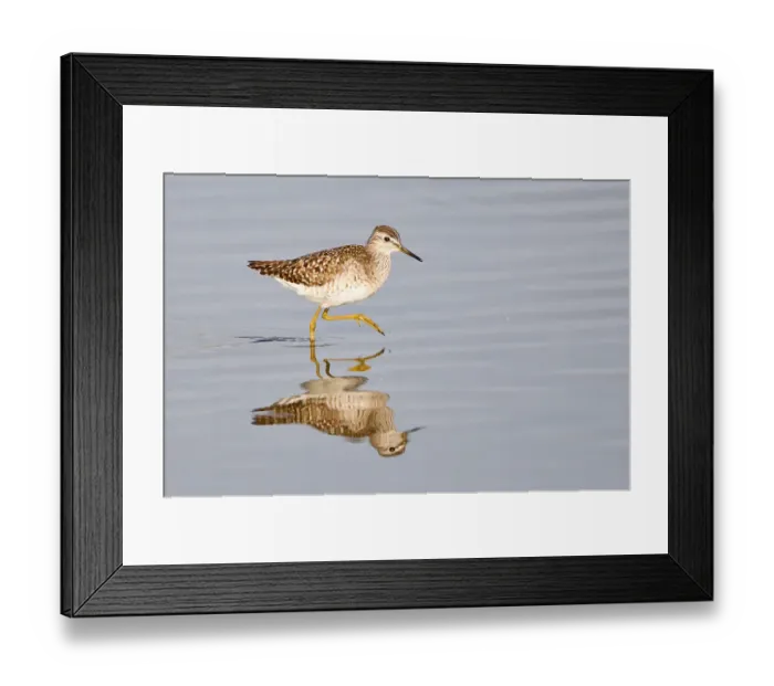 Framed Print : Wood Sandpiper -Tringa glareola-, Rieselfelder nature reserve, Munster, North Rhine-Westphalia, Germany Framed Print : Wood Sandpiper -Tringa glareola-, Rieselfelder nature reserve, Munster, North Rhine-Westphalia, Germany