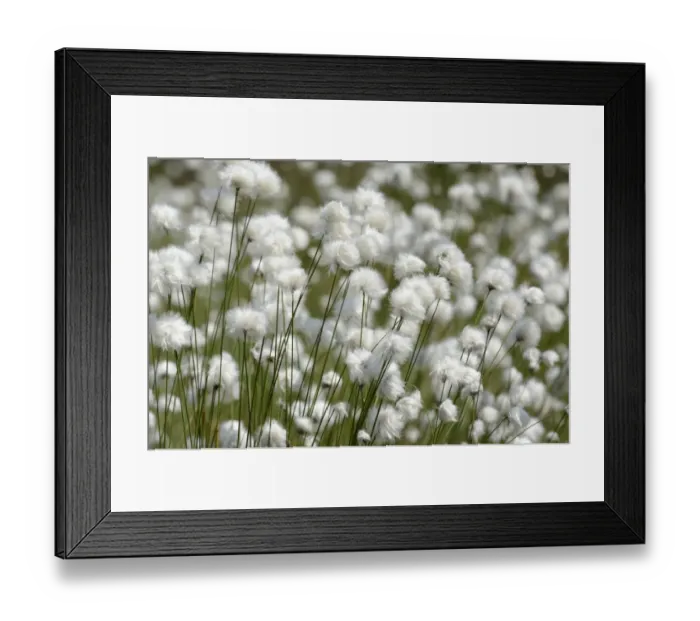 Framed Print : Blooming Hare s-tail Cottongrass, Tussock Cottongrass or Sheathed Cottonsedge -Eriophorum vaginatum-, Inntal, Voralpenland, Raubling, Upper Bavaria, Bavaria, Germany Framed Print : Blooming Hare s-tail Cottongrass, Tussock Cottongrass or Sheathed Cottonsedge -Eriophorum vaginatum-, Inntal, Voralpenland, Raubling, Upper Bavaria, Bavaria, Germany
