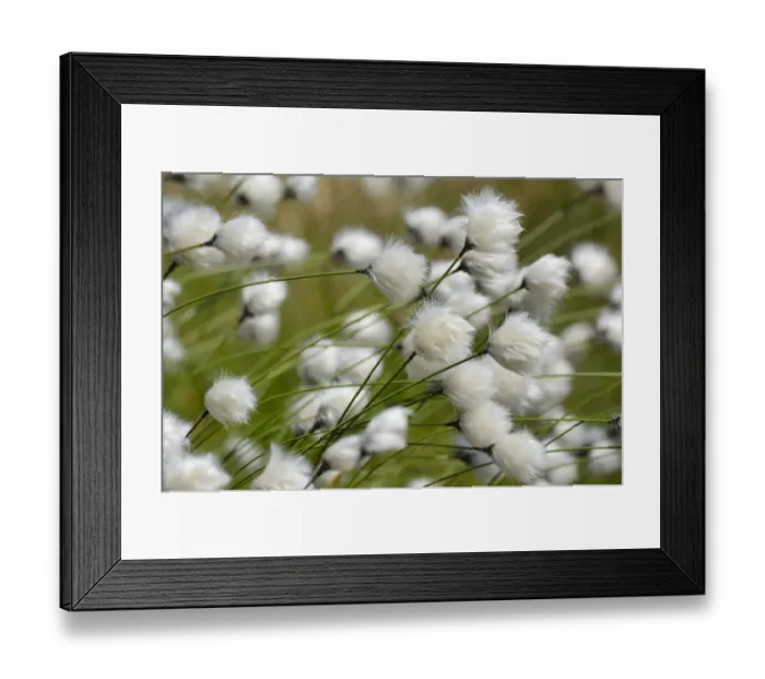 Framed Print : Blooming Hare s-tail Cottongrass, Tussock Cottongrass or Sheathed Cottonsedge -Eriophorum vaginatum-, Inntal, Voralpenland, Raubling, Upper Bavaria, Bavaria, Germany Framed Print : Blooming Hare s-tail Cottongrass, Tussock Cottongrass or Sheathed Cottonsedge -Eriophorum vaginatum-, Inntal, Voralpenland, Raubling, Upper Bavaria, Bavaria, Germany