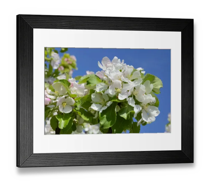 Framed Print : Apple blossoms -Malus sp. Hybrids Mill. - Framed Print : Apple blossoms -Malus sp. Hybrids Mill. -
