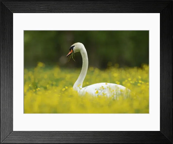 Framed Print : Mute Swan -Cygnus olor- feeding on buttercups -Ranunculus-, Sarnen, Canton of Obwalden, Switzerland Framed Print : Mute Swan -Cygnus olor- feeding on buttercups -Ranunculus-, Sarnen, Canton of Obwalden, Switzerland