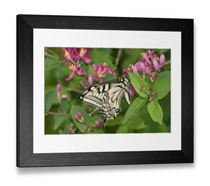 Framed Print : Old World Swallowtail -Papilio machaon- butterfly, outer wings, Untergroningen, Abtsgmuend, Baden-Wurttemberg, Germany Framed Print : Old World Swallowtail -Papilio machaon- butterfly, outer wings, Untergroningen, Abtsgmuend, Baden-Wurttemberg, Germany