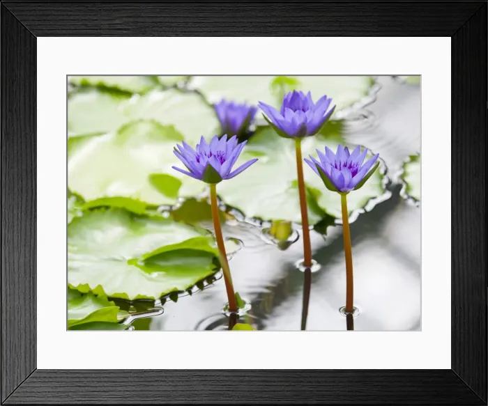 Framed Print : Water lily -Nymphaea-, hybrid George T. Moore, flowering, Thuringia, Germany Framed Print : Water lily -Nymphaea-, hybrid George T. Moore, flowering, Thuringia, Germany