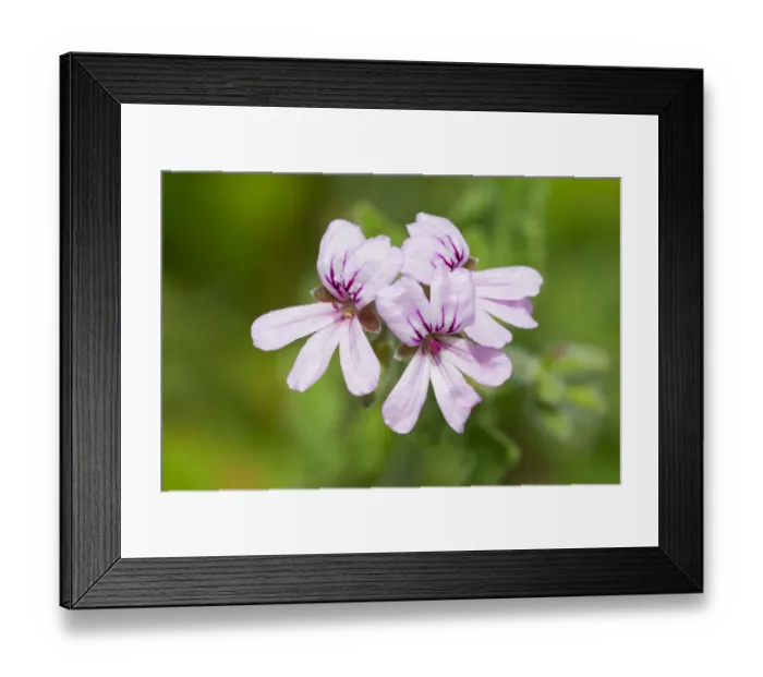 Framed Print : Rose-scented Pelargonium -Pelargonium capitatum-, flowering, Thuringia, Germany Framed Print : Rose-scented Pelargonium -Pelargonium capitatum-, flowering, Thuringia, Germany