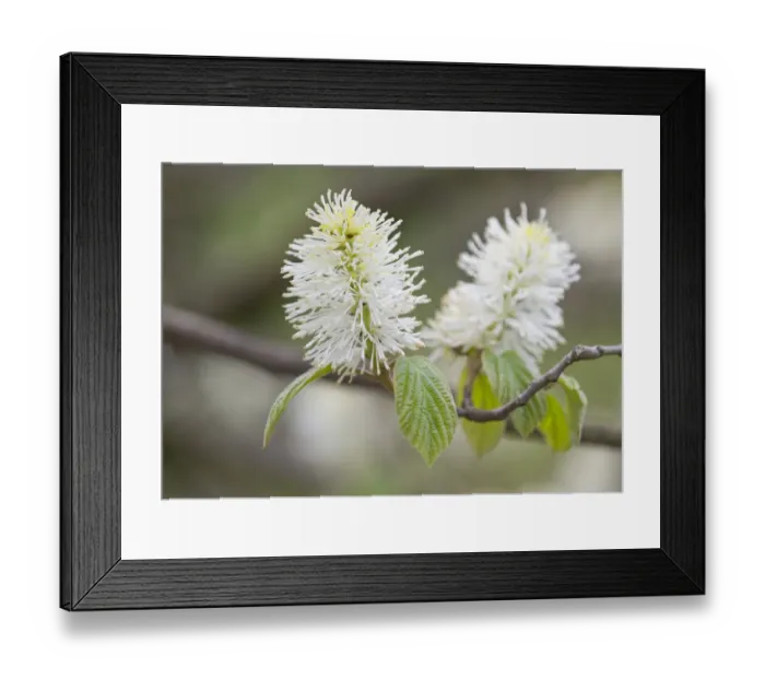 Framed Print : Mountain Witch Alder -Fothergilla major-, flowers and leaves, Thuringia, Germany