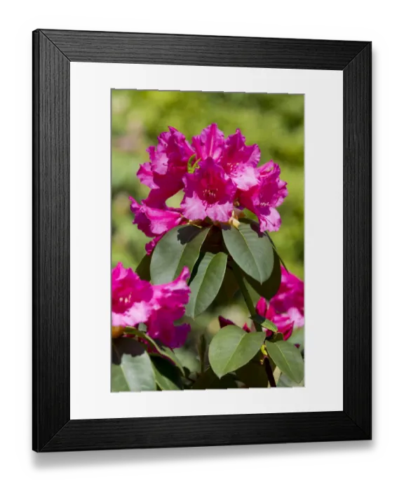Framed Print : Williams Rhododendron -Rhododendron williamsianum-, flowering, Thuringia, Germany Framed Print : Williams Rhododendron -Rhododendron williamsianum-, flowering, Thuringia, Germany