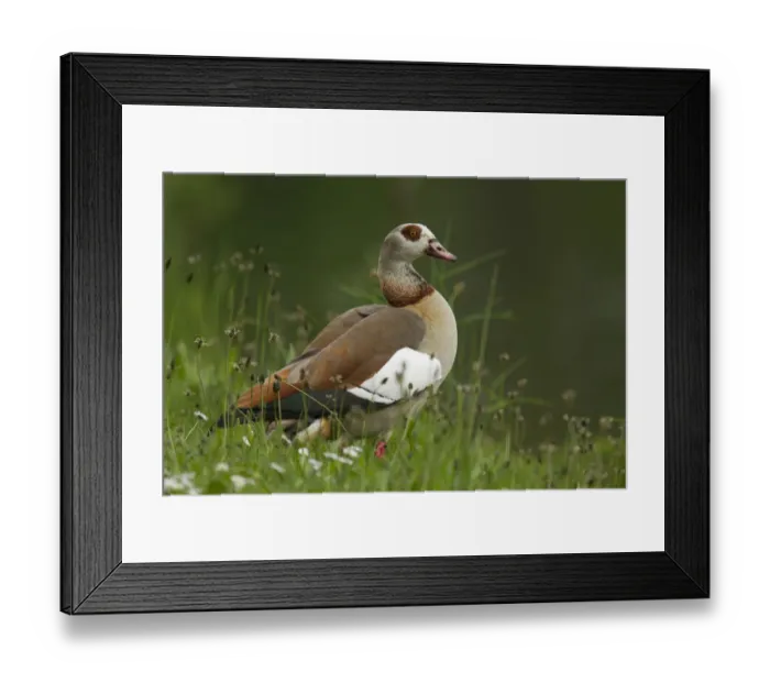 Framed Print : Egyptian Goose -Alopochen aegyptiacus-, Oesinghausen, Bergisches Land, North Rhine-Westphalia, Germany Framed Print : Egyptian Goose -Alopochen aegyptiacus-, Oesinghausen, Bergisches Land, North Rhine-Westphalia, Germany
