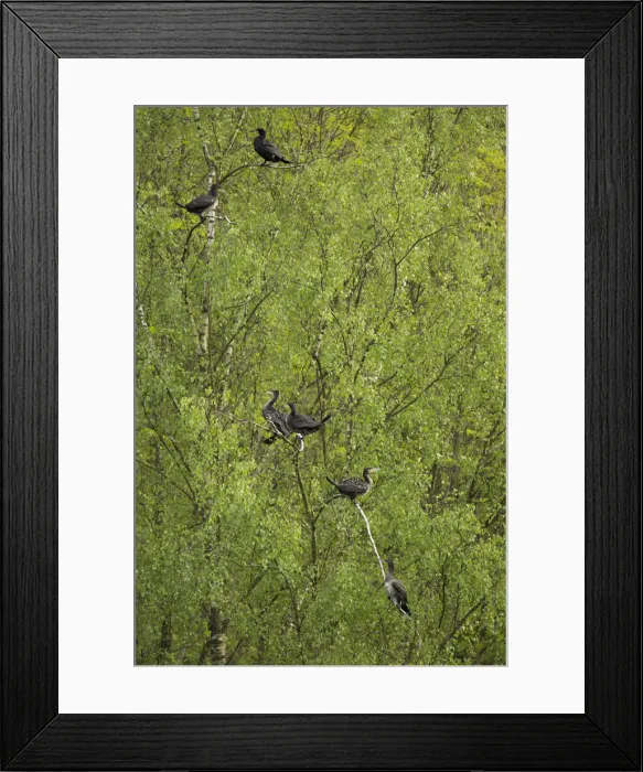 Framed Print : Great Cormorants or Great Black Cormorants -Phalacrocorax carbo- perched on a tree, Oesinghausen, Bergisches Land, North Rhine-Westphalia, Germany Framed Print : Great Cormorants or Great Black Cormorants -Phalacrocorax carbo- perched on a tree, Oesinghausen, Bergisches Land, North Rhine-Westphalia, Germany