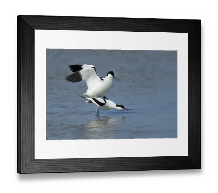 Framed Print : Pied Avocets -Recurvirostra avosetta-, mating, Wagejot nature reserve, Texel, West Frisian Islands, province of North Holland, The Netherlands