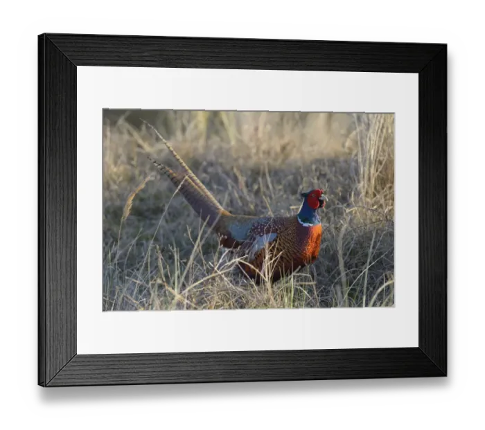 Framed Print : Common Pheasant -Phasianus colchicus- in the evening light, Duinen van Texel National Park, Texel, West Frisian Islands, province of North Holland, The Netherlands Framed Print : Common Pheasant -Phasianus colchicus- in the evening light, Duinen van Texel National Park, Texel, West Frisian Islands, province of North Holland, The Netherlands