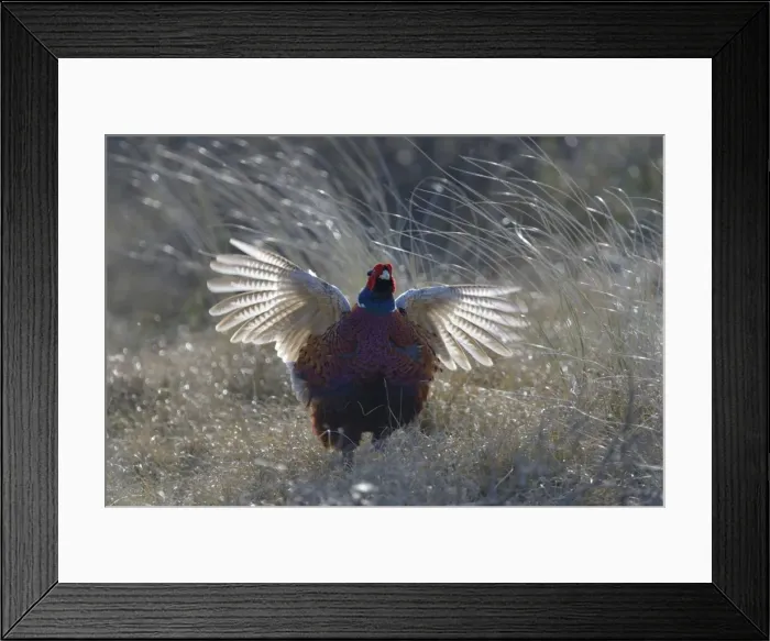 Framed Print : Common Pheasant -Phasianus colchicus-, courting display, Duinen van Texel National Park, Texel, West Frisian Islands, province of North Holland, The Netherlands Framed Print : Common Pheasant -Phasianus colchicus-, courting display, Duinen van Texel National Park, Texel, West Frisian Islands, province of North Holland, The Netherlands