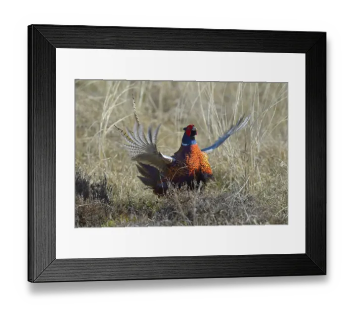 Framed Print : Common Pheasant -Phasianus colchicus-, courting display in dune grass, Duinen van Texel National Park, Texel, West Frisian Islands, province of North Holland, The Netherlands Framed Print : Common Pheasant -Phasianus colchicus-, courting display in dune grass, Duinen van Texel National Park, Texel, West Frisian Islands, province of North Holland, The Netherlands