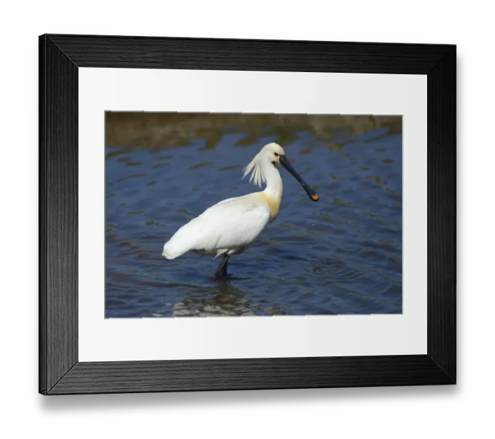 Framed Print : Eurasian Spoonbill or Common Spoonbill -Platalea leucorodia- foraging for food, Wagejot nature reserve, Texel, West Frisian Islands, province of North Holland, The Netherlands Framed Print : Eurasian Spoonbill or Common Spoonbill -Platalea leucorodia- foraging for food, Wagejot nature reserve, Texel, West Frisian Islands, province of North Holland, The Netherlands