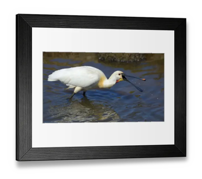 Framed Print : Eurasian Spoonbill or Common Spoonbill -Platalea leucorodia- foraging for food, Wagejot nature reserve, Texel, West Frisian Islands, province of North Holland, The Netherlands Framed Print : Eurasian Spoonbill or Common Spoonbill -Platalea leucorodia- foraging for food, Wagejot nature reserve, Texel, West Frisian Islands, province of North Holland, The Netherlands