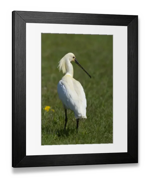 Framed Print : Eurasian Spoonbill or Common Spoonbill -Platalea leucorodia-, Waal en Burg nature reserve, Texel, West Frisian Islands, province of North Holland, The Netherlands Framed Print : Eurasian Spoonbill or Common Spoonbill -Platalea leucorodia-, Waal en Burg nature reserve, Texel, West Frisian Islands, province of North Holland, The Netherlands