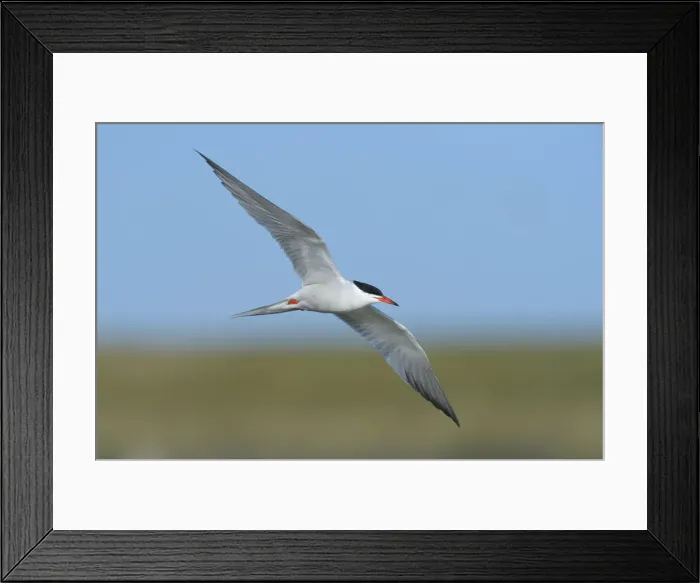 Framed Print : Common Tern -Sterna hirundo- in flight, Wagejot nature reserve, Texel, West Frisian Islands, province of North Holland, The Netherlands Framed Print : Common Tern -Sterna hirundo- in flight, Wagejot nature reserve, Texel, West Frisian Islands, province of North Holland, The Netherlands