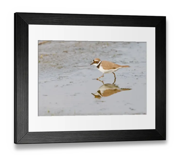 Framed Print : Little Ringed Plover -Charadrius dubius- reflected in water, Texel, The Netherlands Framed Print : Little Ringed Plover -Charadrius dubius- reflected in water, Texel, The Netherlands