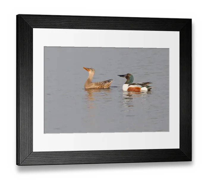 Framed Print : Northern Shoveler -Anas clypeata-, displaying pair North Rhine Westphalia, Deuschland Framed Print : Northern Shoveler -Anas clypeata-, displaying pair North Rhine Westphalia, Deuschland