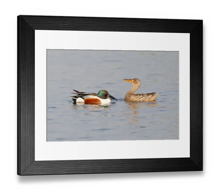 Framed Print : Northern Shoveler -Anas clypeata-, displaying pair North Rhine Westphalia, Deuschland