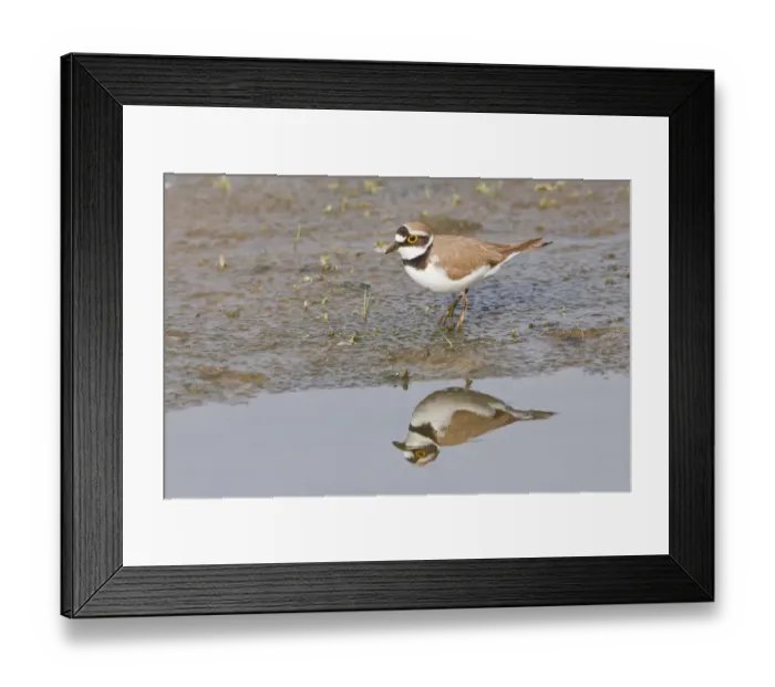 Framed Print : Little Ringed Plover -Charadrius dubius- reflected in water, Texel, The Netherlands Framed Print : Little Ringed Plover -Charadrius dubius- reflected in water, Texel, The Netherlands