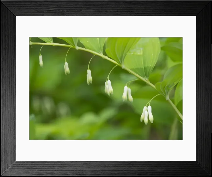 Framed Print : Solomons Seal or Eurasian Solomons Seal -Polygonatum multiflorum-, flowering, Thuringia, Germany Framed Print : Solomons Seal or Eurasian Solomons Seal -Polygonatum multiflorum-, flowering, Thuringia, Germany