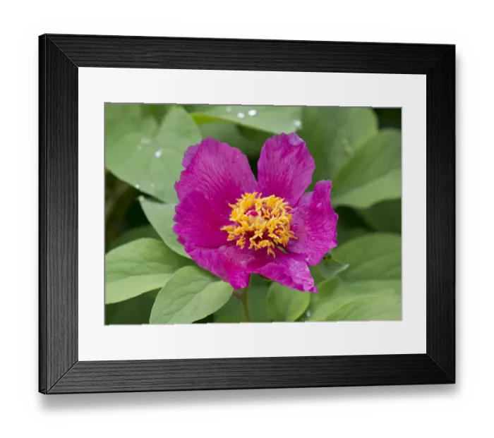 Framed Print : Peony -Paeonia sp. -, flowering, Thuringia, Germany Framed Print : Peony -Paeonia sp. -, flowering, Thuringia, Germany