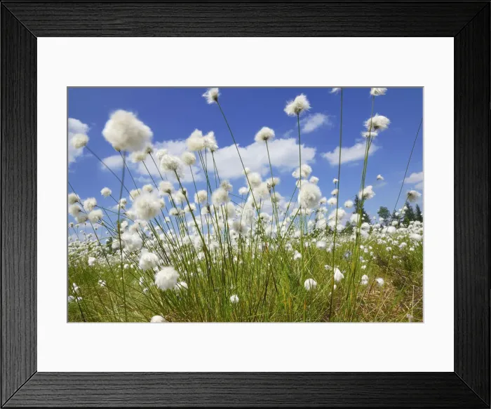 Framed Print : Blooming Hare s-tail Cottongrass, Tussock Cottongrass or Sheathed Cottonsedge -Eriophorum vaginatum- against a blue sky with white clouds, Inntal, Voralpenland, Raubling, Upper Bavaria, Bavaria, Germany Framed Print : Blooming Hare s-tail Cottongrass, Tussock Cottongrass or Sheathed Cottonsedge -Eriophorum vaginatum- against a blue sky with white clouds, Inntal, Voralpenland, Raubling, Upper Bavaria, Bavaria, Germany