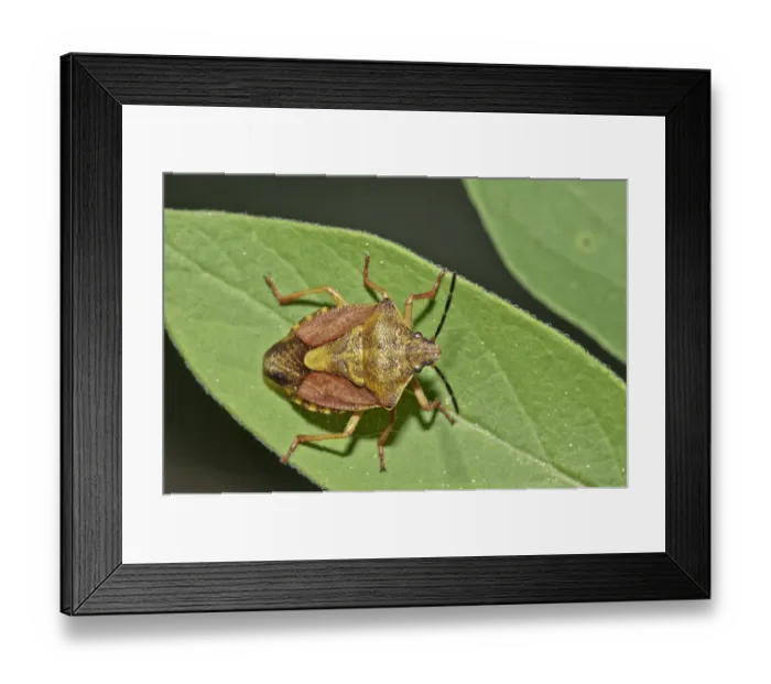 Framed Print : Shield Bug -Carpocoris fuscispinus-, Untergroeningen, Abtsgmuend, Baden-Wuerttemberg, Germany Framed Print : Shield Bug -Carpocoris fuscispinus-, Untergroeningen, Abtsgmuend, Baden-Wuerttemberg, Germany