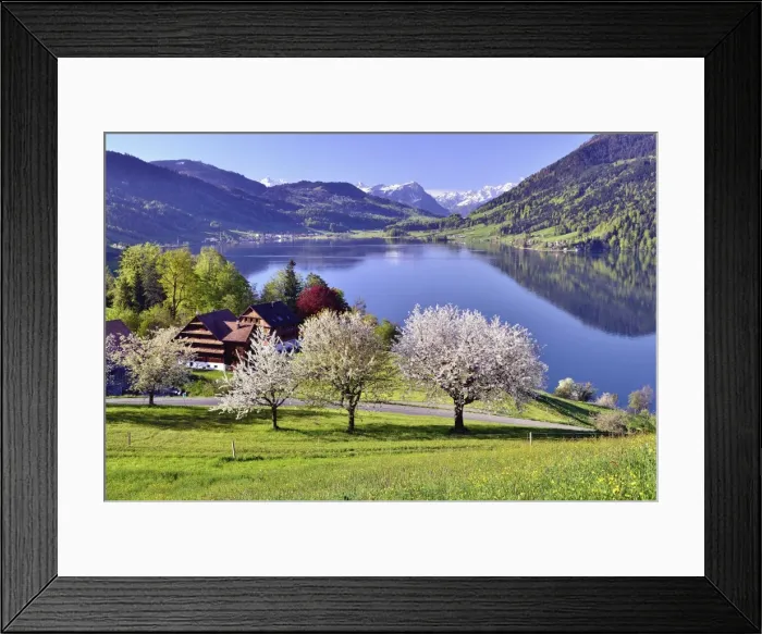 Framed Print : Views of Morgarten on Aegerisee, flowering cherry trees in the foreground, Oberageri, Canton of Zug, Switzerland Framed Print : Views of Morgarten on Aegerisee, flowering cherry trees in the foreground, Oberageri, Canton of Zug, Switzerland