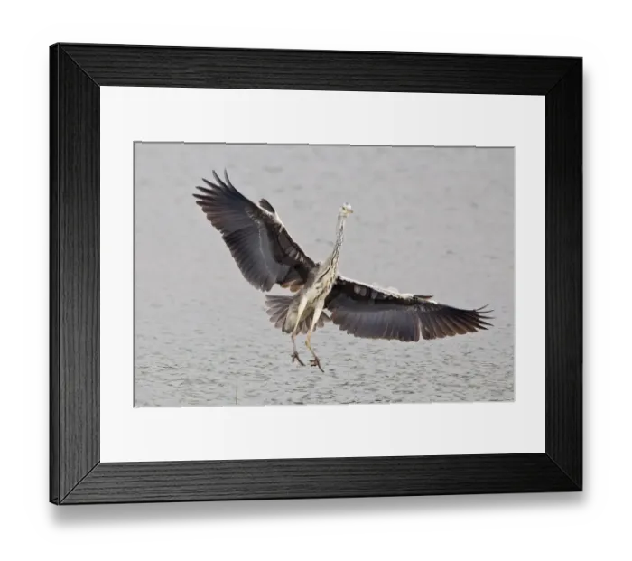 Framed Print : Grey Heron -Ardea cinerea- approaching to land, North Hesse, Hesse, Germany Framed Print : Grey Heron -Ardea cinerea- approaching to land, North Hesse, Hesse, Germany