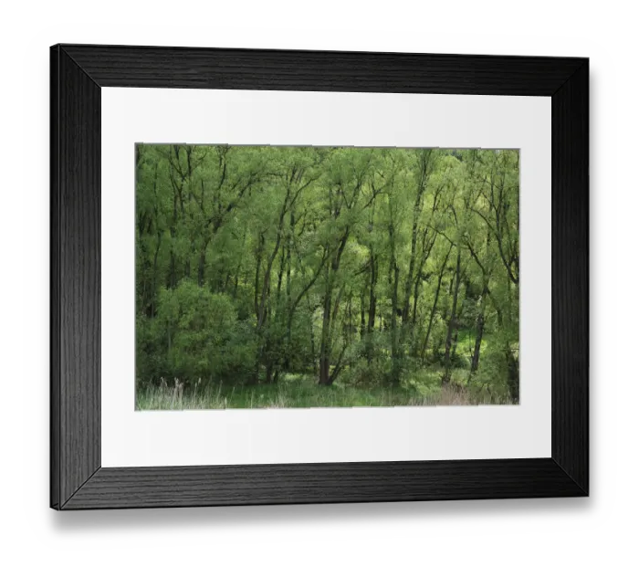 Framed Print : Black Alders -Alnus glutinosa- with spring foliage, Beerbach, Middle Franconia, Bavaria, Germany Framed Print : Black Alders -Alnus glutinosa- with spring foliage, Beerbach, Middle Franconia, Bavaria, Germany