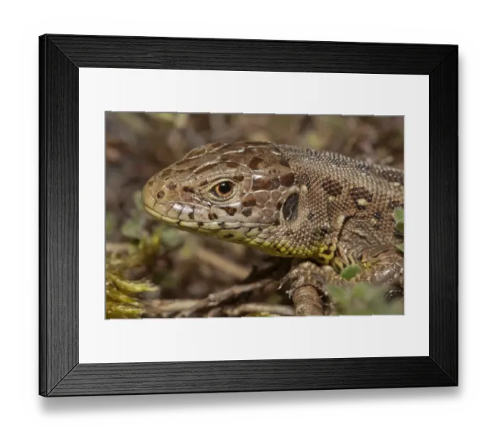 Framed Print : Sand Lizard -Lacerta agilis-, female, Untergroningen, Abtsgmuend, Baden-Wurttemberg, Germany Framed Print : Sand Lizard -Lacerta agilis-, female, Untergroningen, Abtsgmuend, Baden-Wurttemberg, Germany