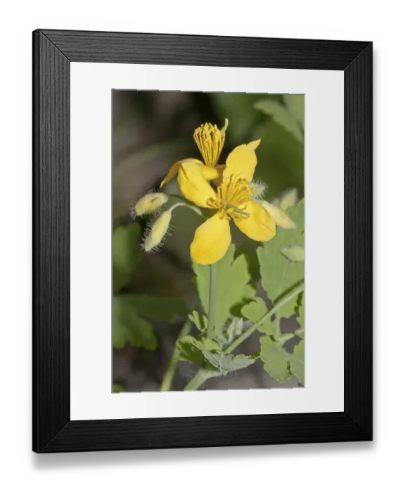 Framed Print : Greater Celandine or Tetterwort -Chelidonium majus-, Untergroningen, Abtsgmuend, Baden-Wurttemberg, Germany Framed Print : Greater Celandine or Tetterwort -Chelidonium majus-, Untergroningen, Abtsgmuend, Baden-Wurttemberg, Germany