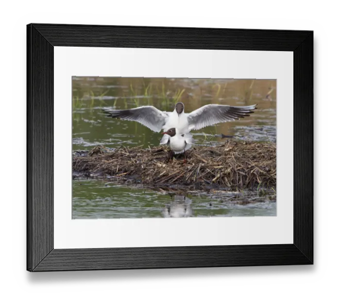 Framed Print : Black-headed gulls -Larus ridibundus- mating, North Rhine-Westphalia, Germany Framed Print : Black-headed gulls -Larus ridibundus- mating, North Rhine-Westphalia, Germany