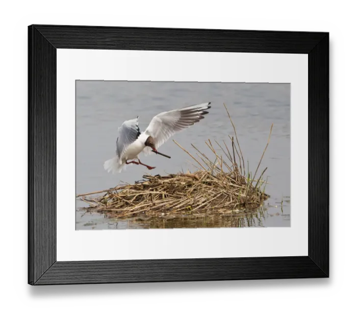 Framed Print : Black-headed Gull -Larus ridibundus- with nesting material on approach to nest, North Rhine-Westphalia, Germany Framed Print : Black-headed Gull -Larus ridibundus- with nesting material on approach to nest, North Rhine-Westphalia, Germany